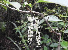 Homalium cochinchinense