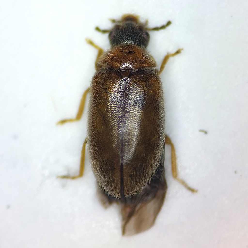 Contacyphon putonii