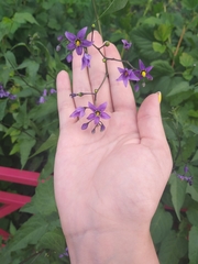 Solanum dulcamara