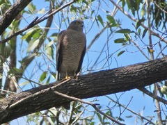 Accipiter cirrocephalus