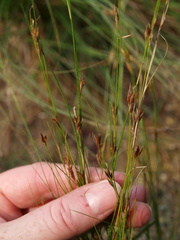 Rhynchospora capillacea
