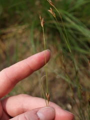 Rhynchospora capillacea