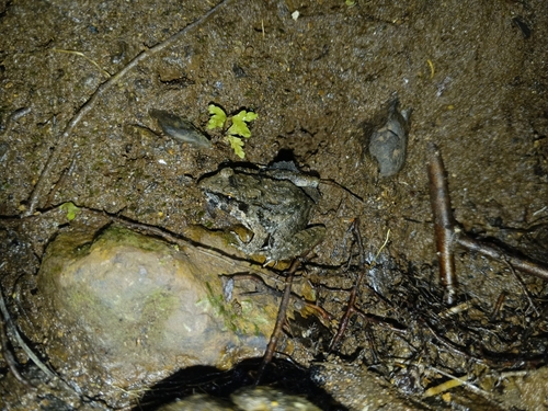 Fejervarya cancrivora