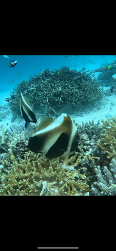 Photo of Black-striped Coachwhip (Heniochus pleurotaenia)