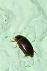 Copelatus caelatipennis