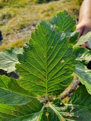 Hedlundia austriaca