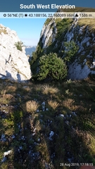 Hedlundia austriaca