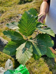 Hedlundia austriaca