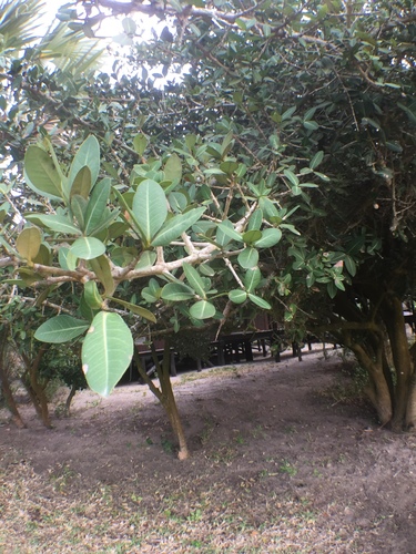 Garcinia robsoniana image