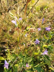 Campanula sparsa