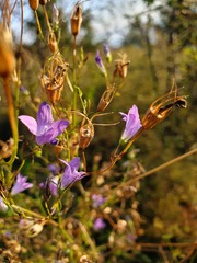 Campanula sparsa