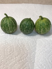 Cucurbita foetidissima