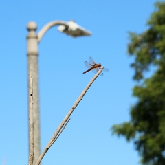 Libellula saturata