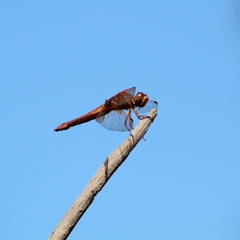 Libellula saturata