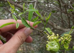 Maerua juncea crustata