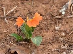 Crossandra fruticulosa