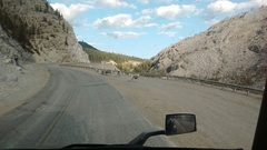 Ovis dalli stonei