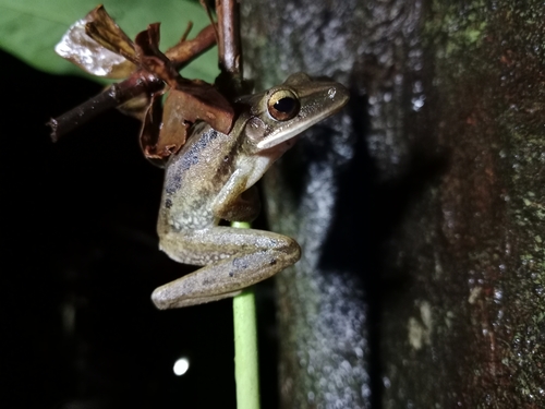 Polypedates leucomystax