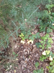 Ulex europaeus