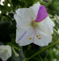 Mirabilis jalapa