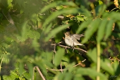 Ficedula