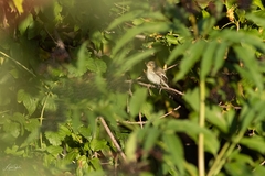 Ficedula