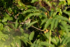 Ficedula