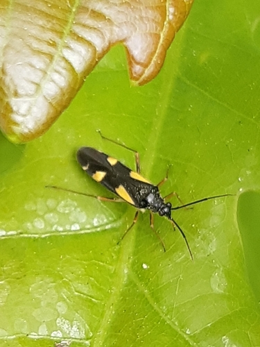 four-spotted plant bug, 6744 WT Ederveen, Nederland, photo 7 of 10
