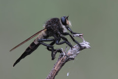 Promachus painteri