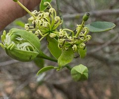 Maerua juncea crustata