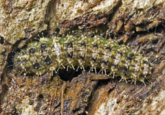 Thallarcha trissomochla