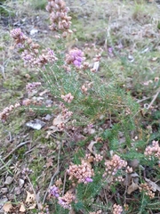 Erica cinerea