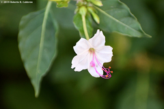 Mirabilis polonii