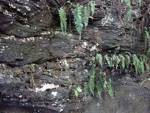 Image of Blechnum occidentale by (c) Guillaume Delaitre, some rights reserved (CC BY)