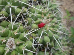 Mammillaria compressa compressa