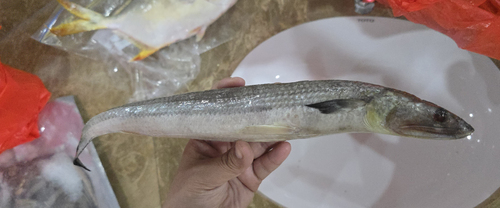 Slender lizardfish (Saurida elongata) — Synodontidae — 5