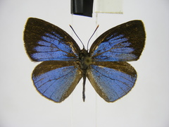 Stempfferia cinerea