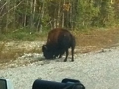 Bison bison athabascae