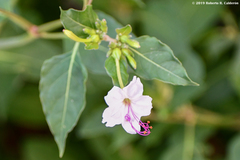 Mirabilis polonii