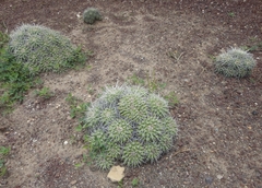 Mammillaria compressa compressa