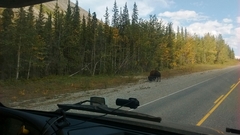 Bison bison athabascae