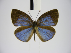 Stempfferia cinerea