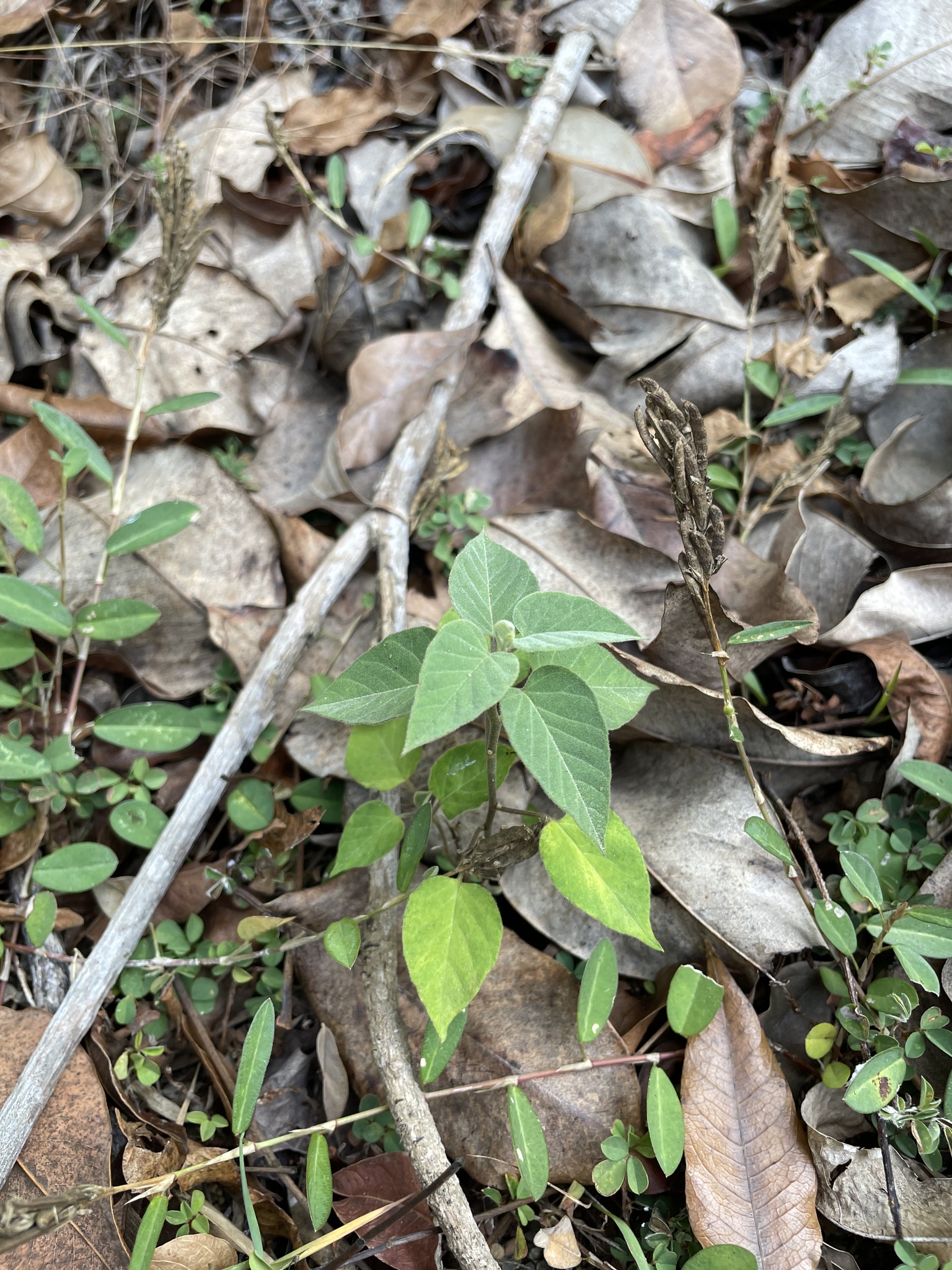 Jacquemontia paniculata (Jacquemontia paniculata)