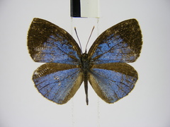 Stempfferia cinerea
