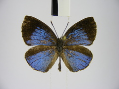 Stempfferia cinerea