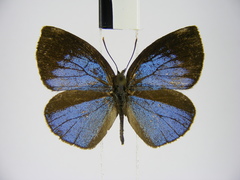 Stempfferia cinerea