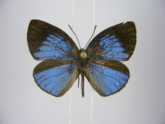 Stempfferia cinerea