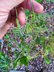 Scabiosa columbaria banatica