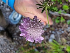 Scabiosa columbaria banatica