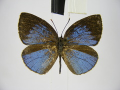 Stempfferia cinerea
